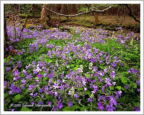 450663   Wild geraniums along a stream near the Little River Road